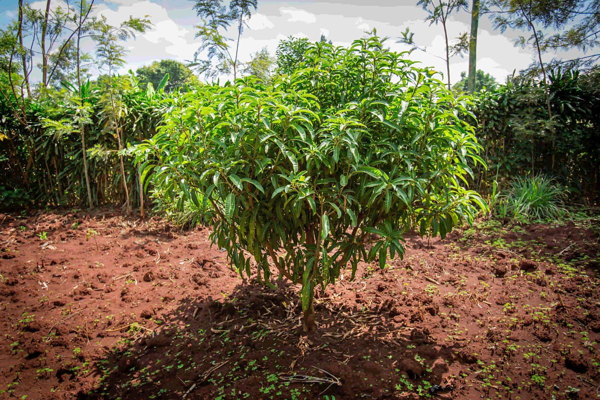 03_Fruits_Kenya (1) 03_Fruits_Kenya (1)